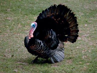 turkey1.jpg